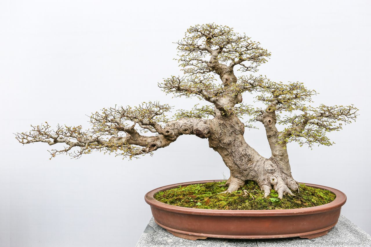 The Miniature World: The Art of Bonsai
