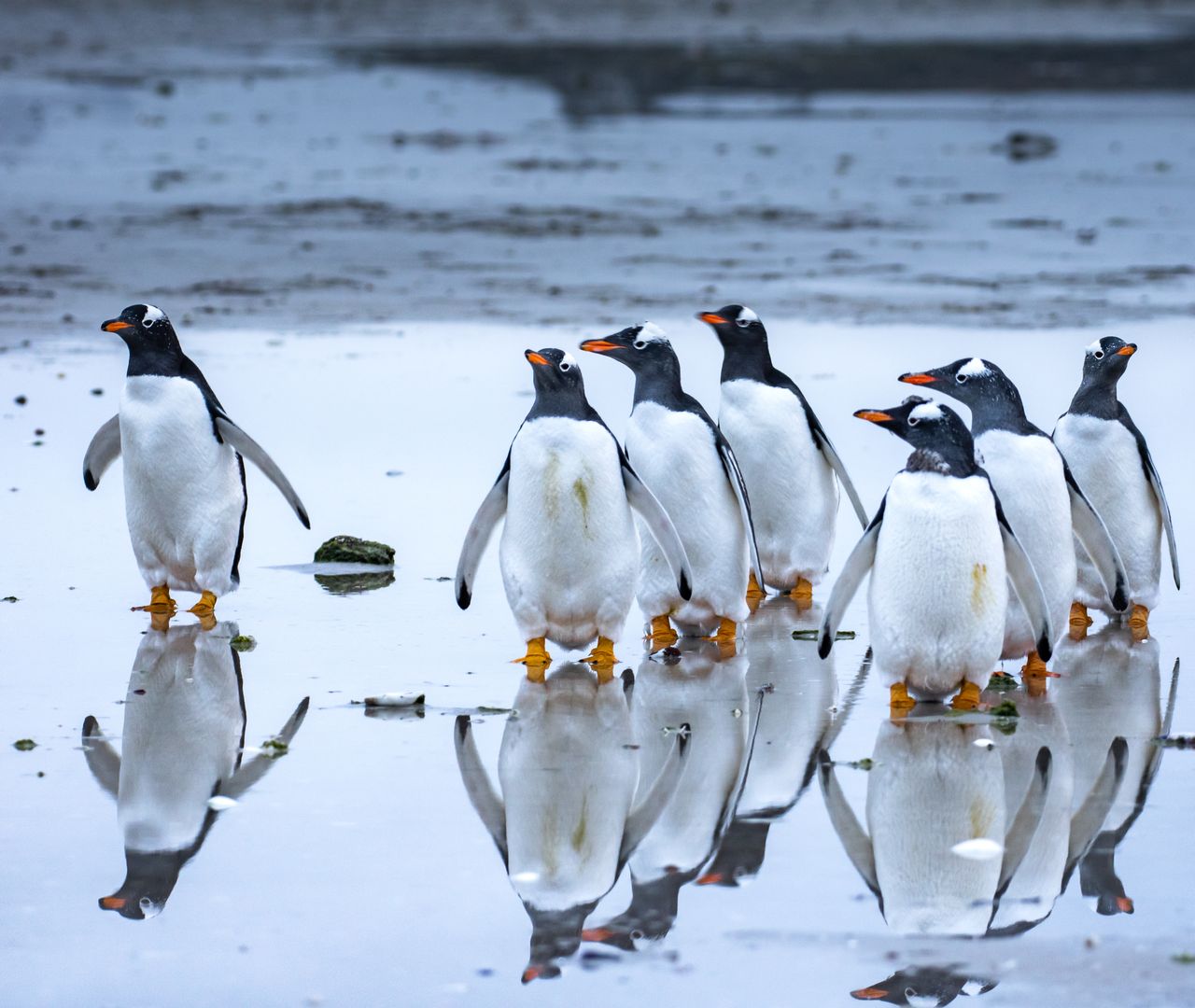 6 Interesting Facts About Penguins