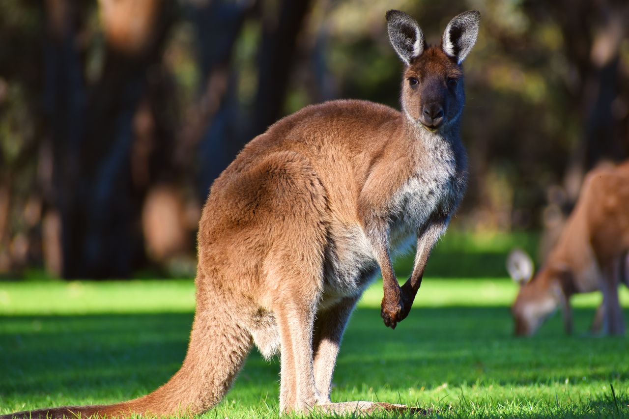 7 Interesting Facts About Kangaroos