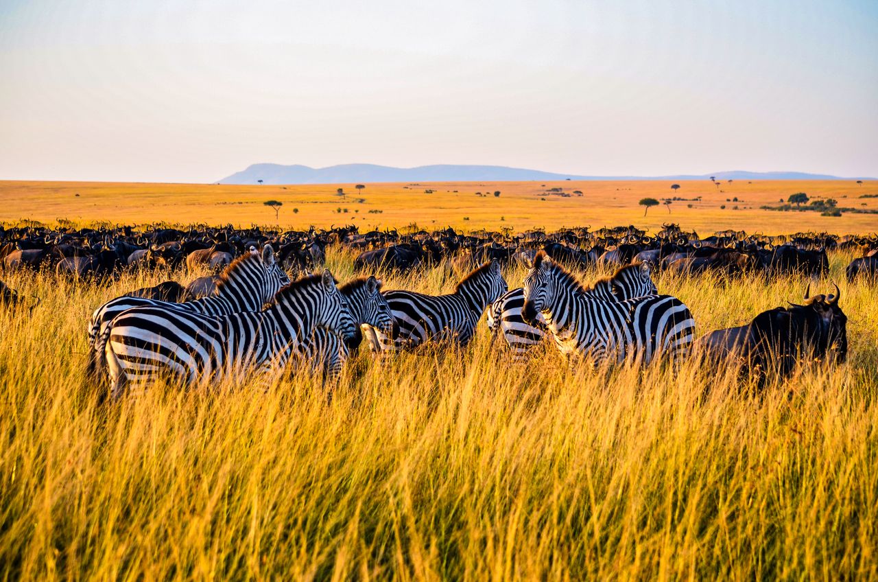 A Wonderful Holiday in Africa