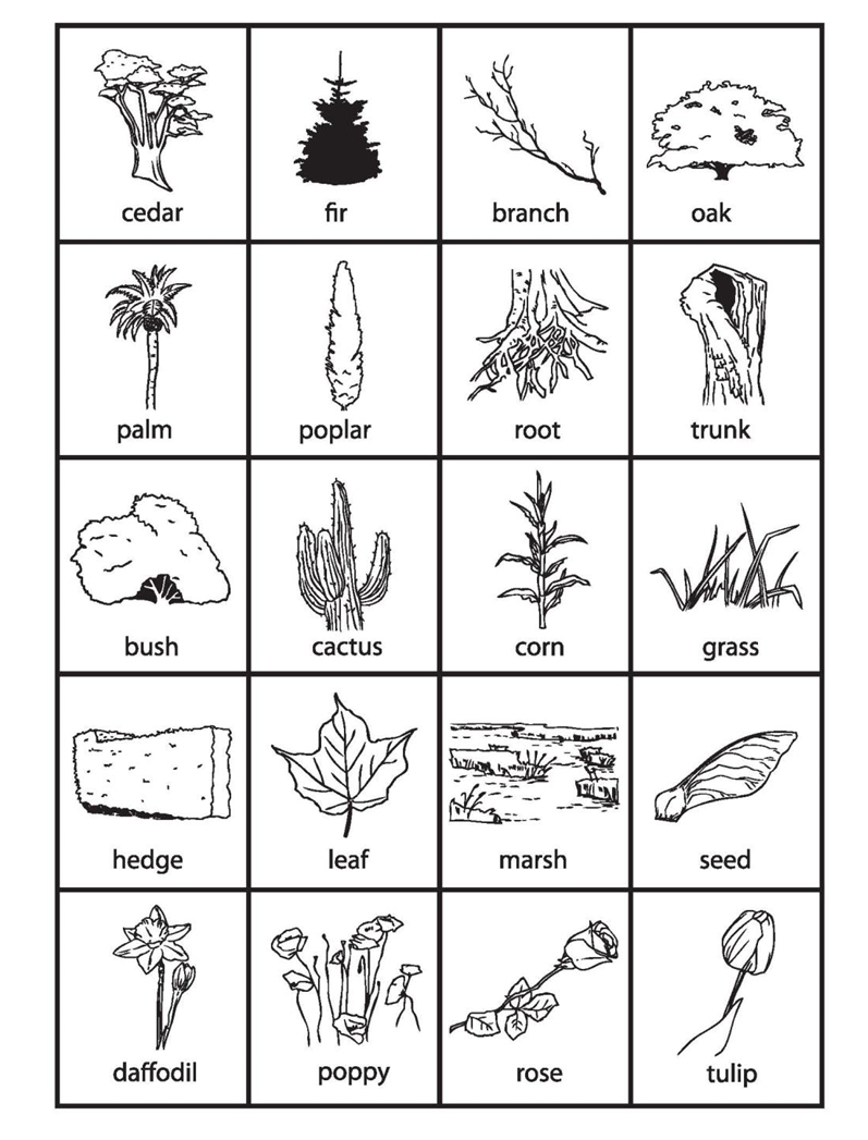 Plants