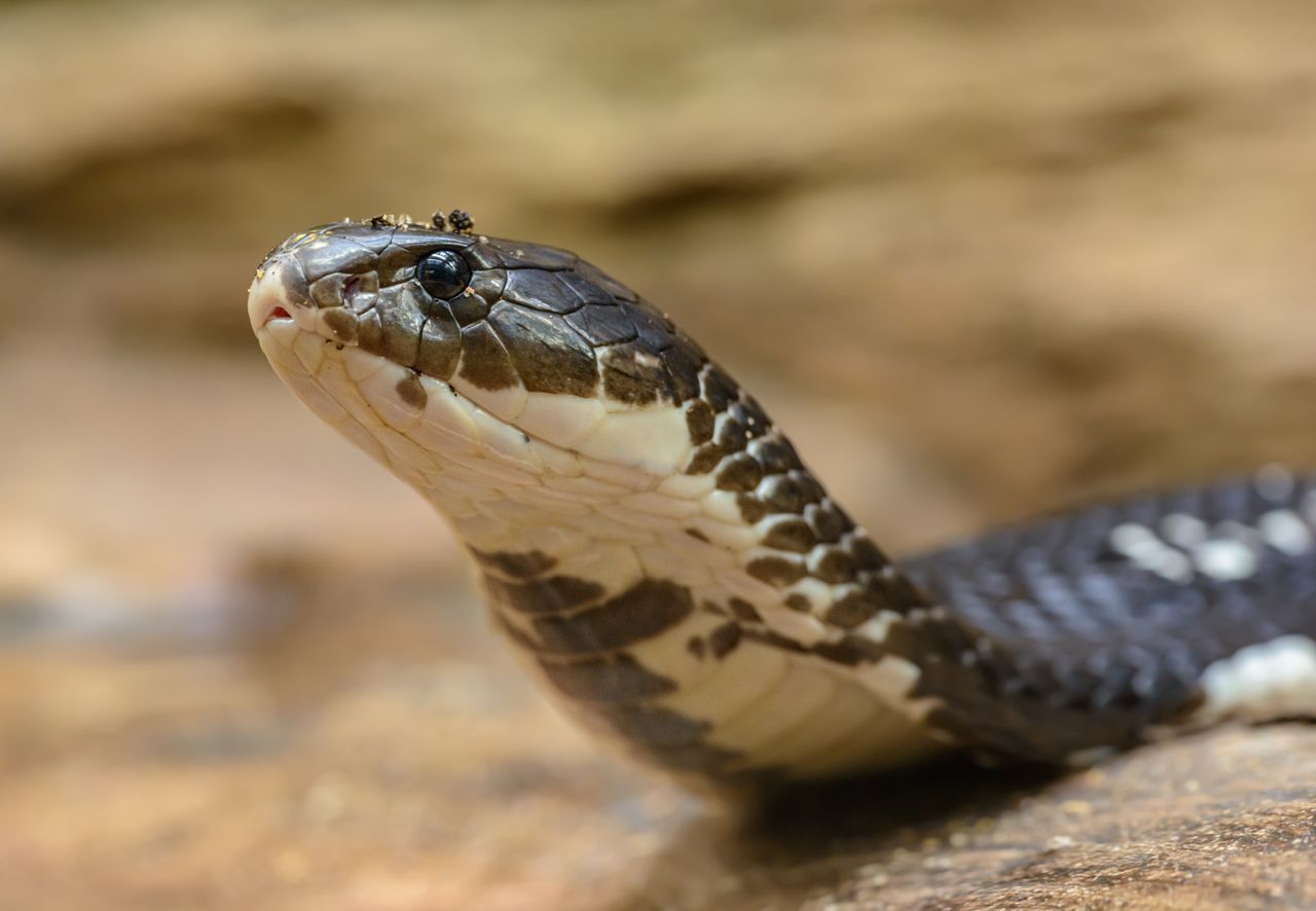Most Venomous Snakes