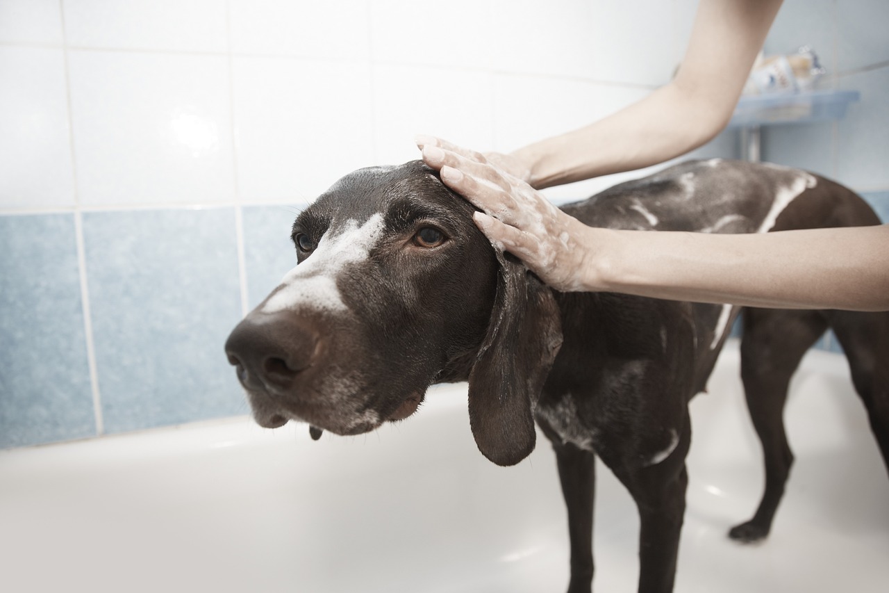 How to Wash Your Dog: A Simple Step-by-Step Guide