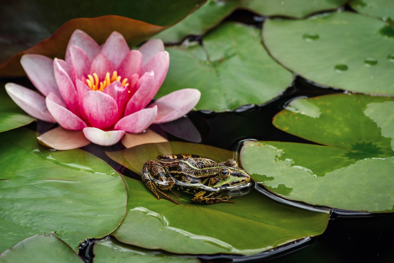 Lily’s Amazing Garden