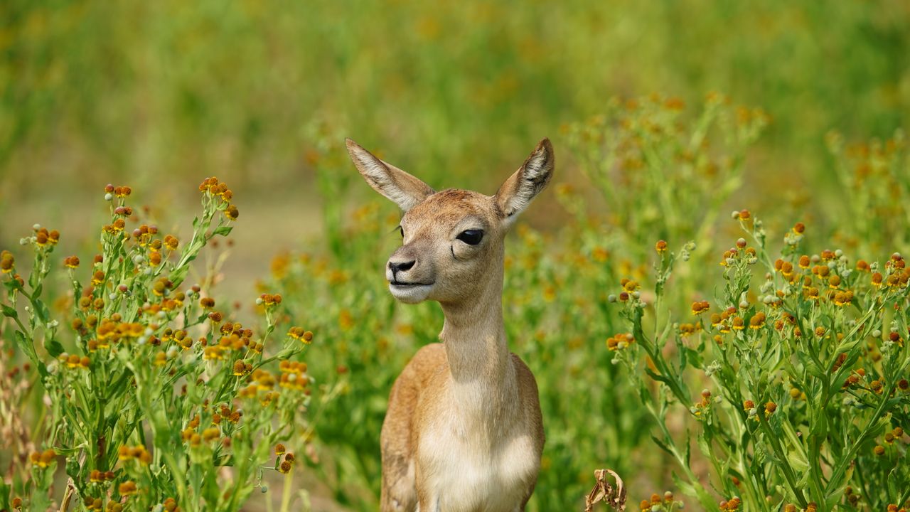 Plants and animals in our environment