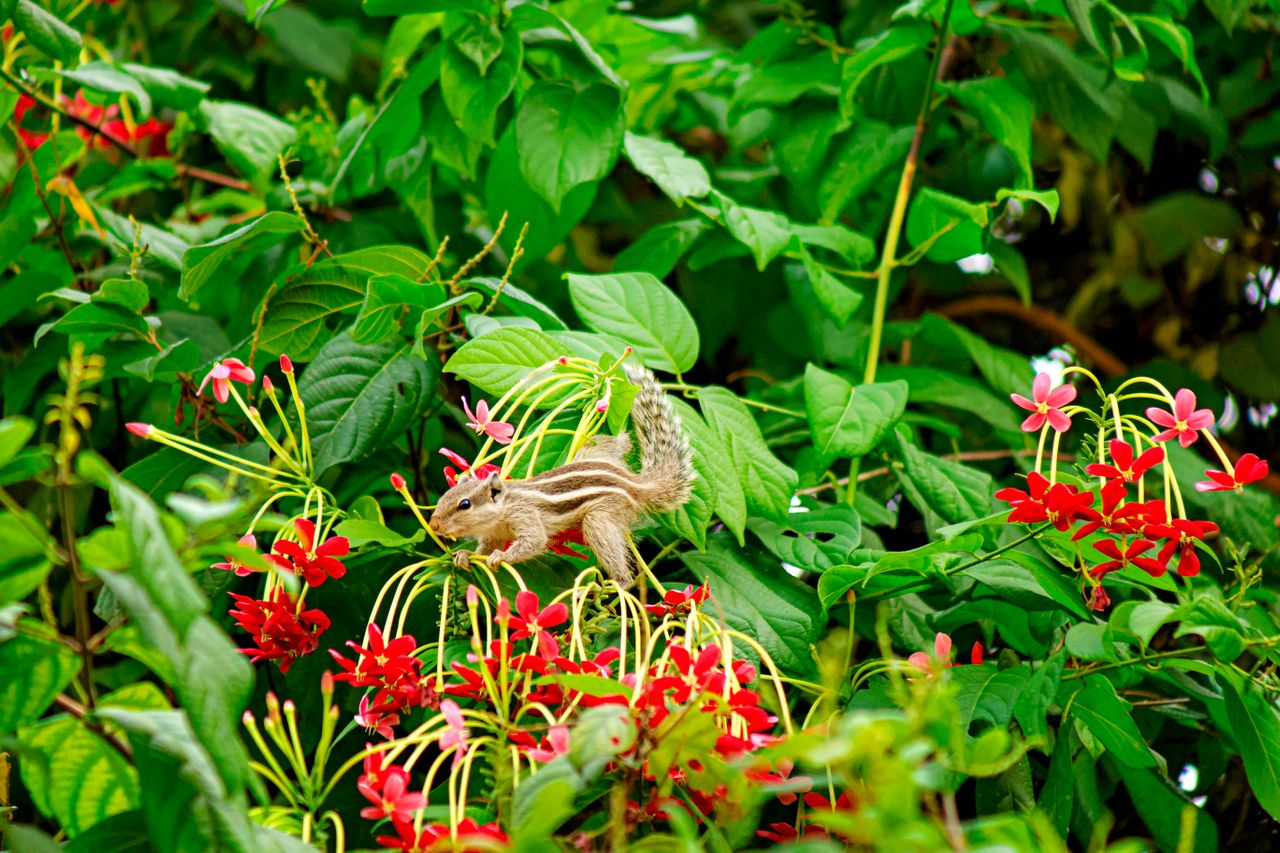 Relationship between flora and fauna