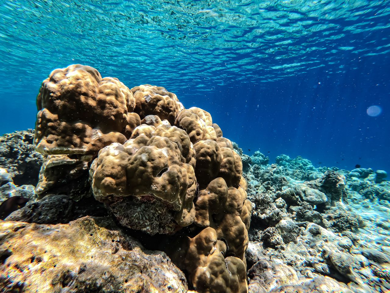 How Coral Reefs Build Underwater Cities