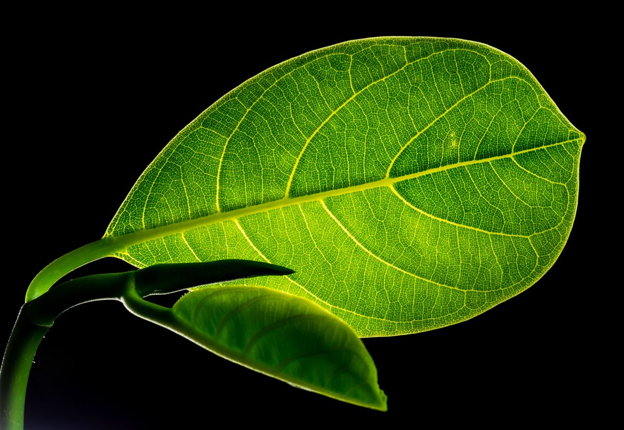 The Green Factory: How Plants Make Their Own Food