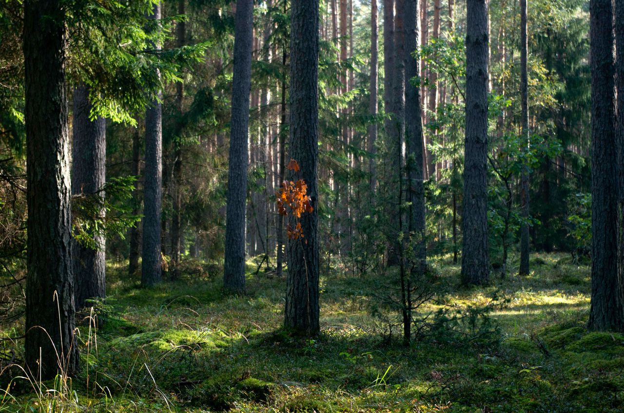 The Secret Lives of Trees: How Forests Communicate