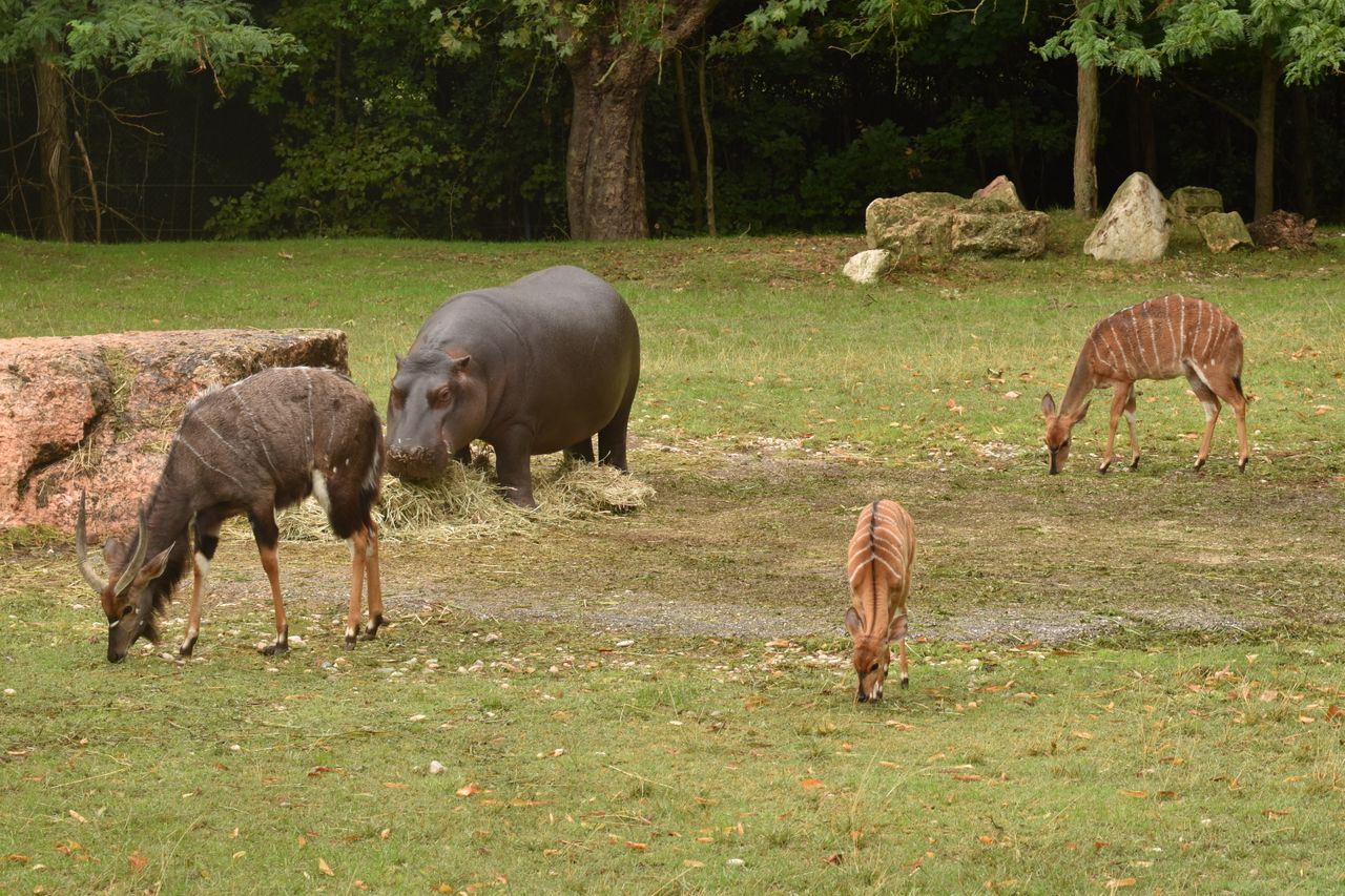 Animals