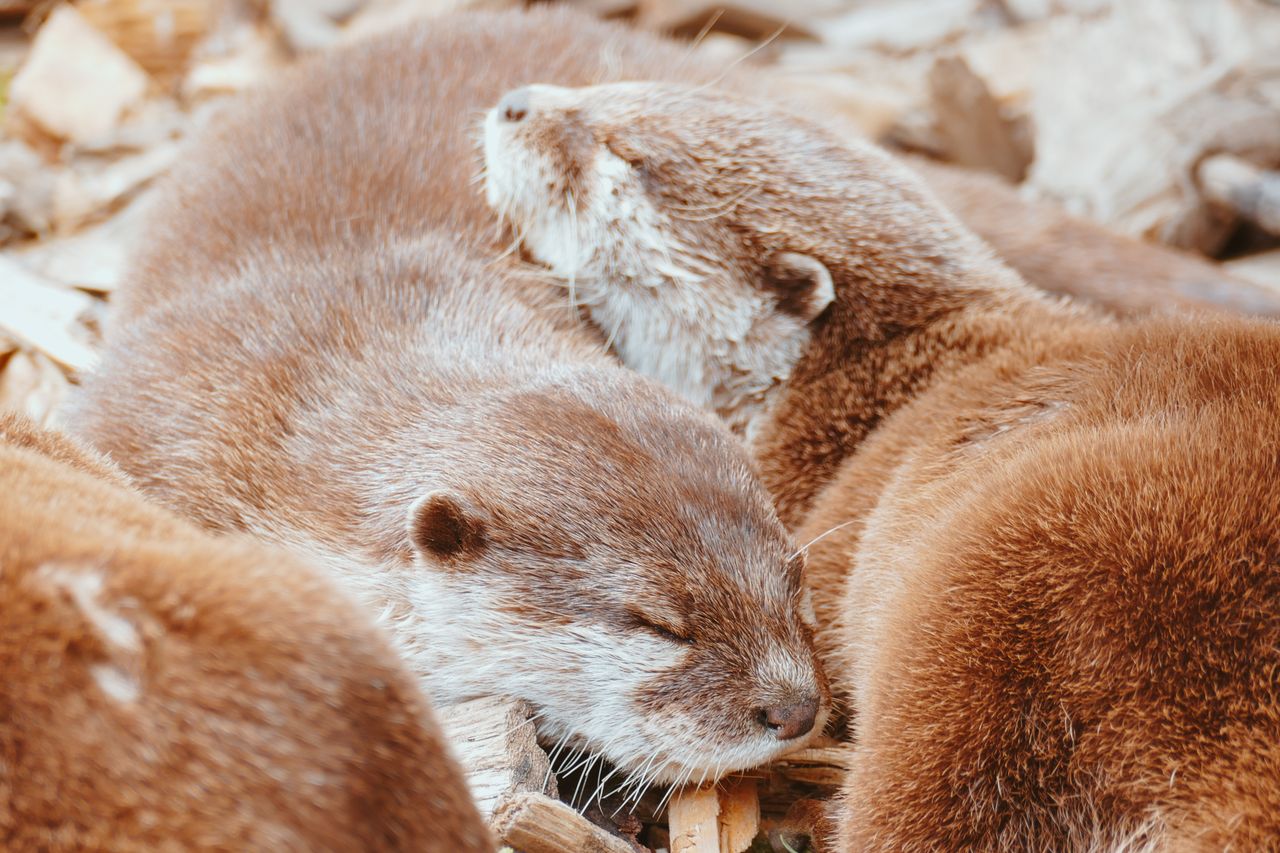 The Secret Sleep: Why Do Animals Hibernate?