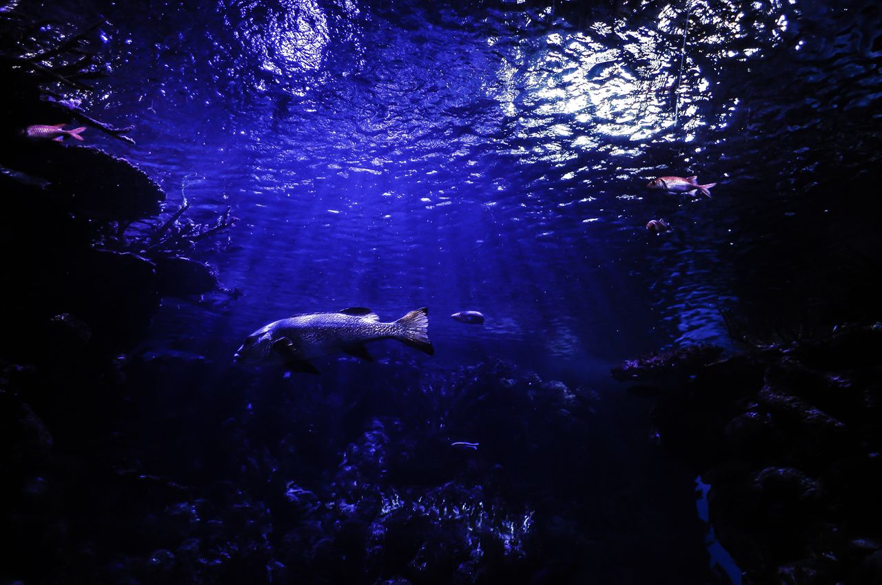 Discovering the Deep: The Exciting World of Underwater Exploration