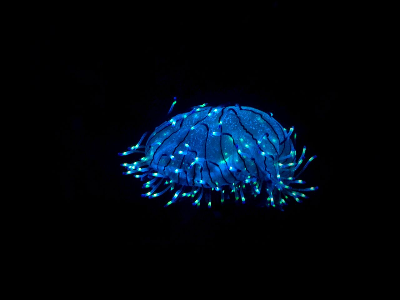 Glow in the Dark: Deep-Sea Bioluminescence