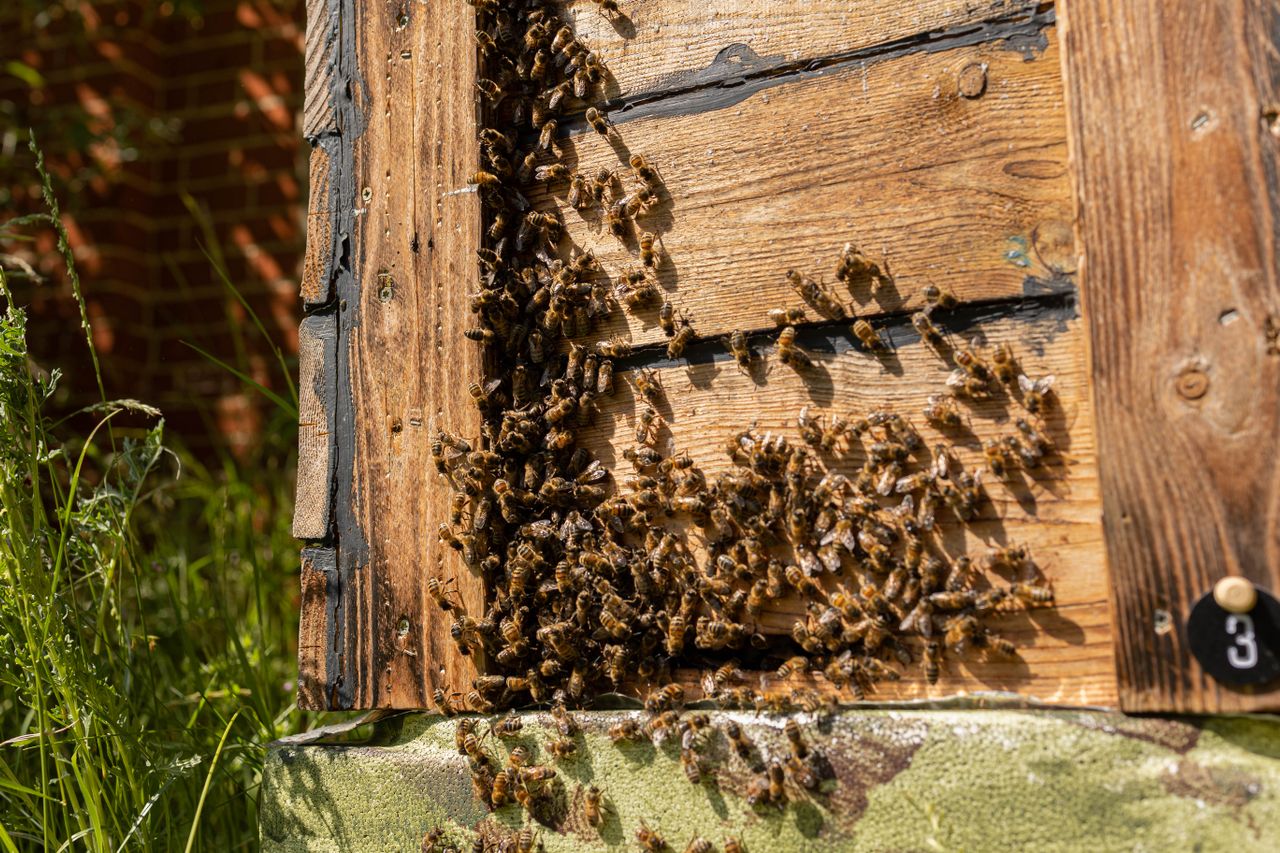 The Buzz About Urban Beekeeping