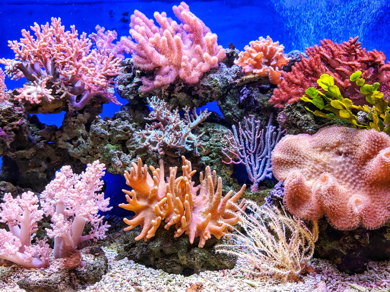The Colorful World of Corals